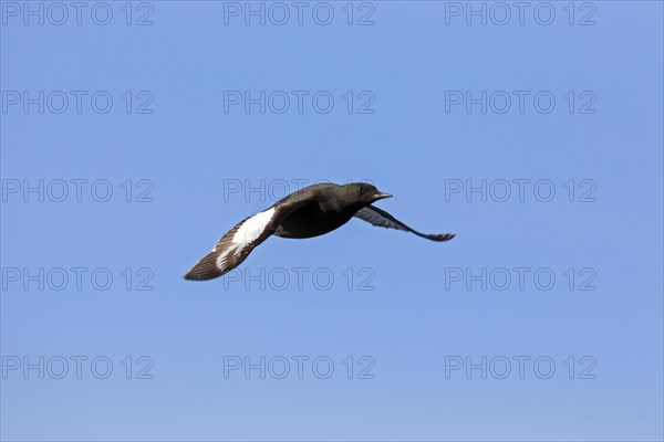 Black guillemot