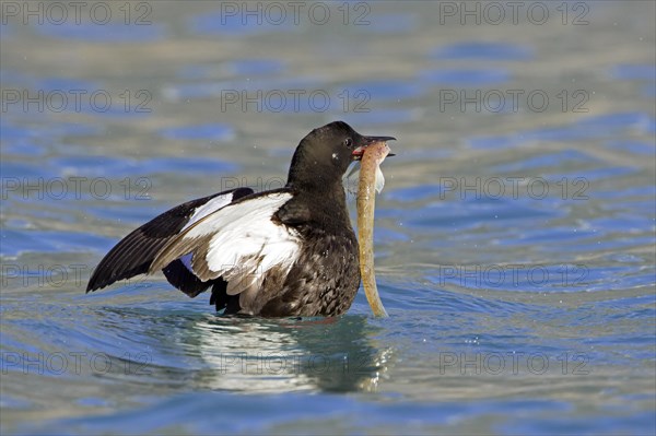 Black guillemot