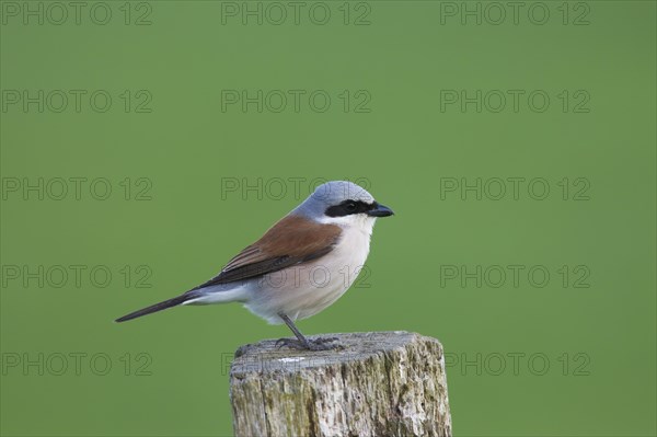 Red-backed shrike