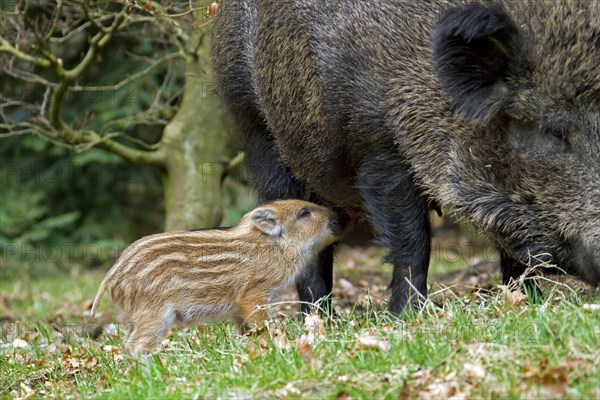 Wild boar