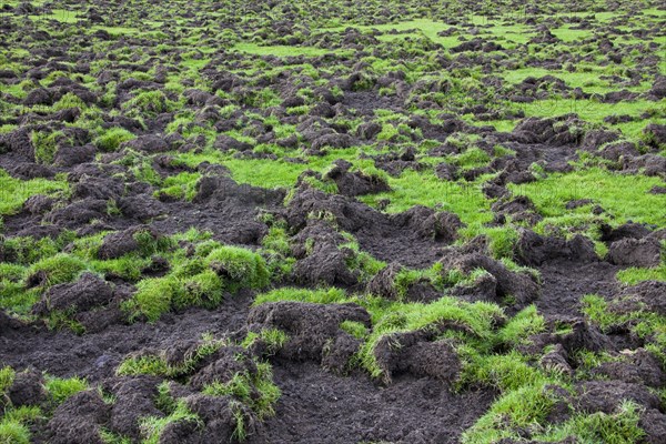 Ruined football field