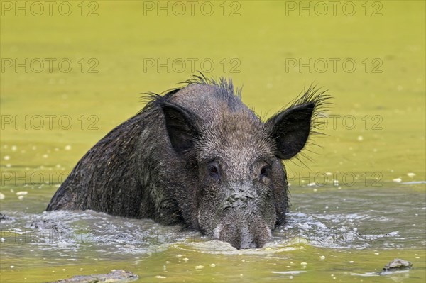 Wild boar