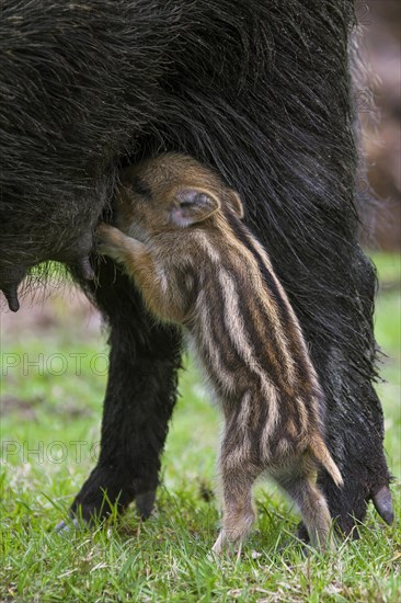 Wild boar