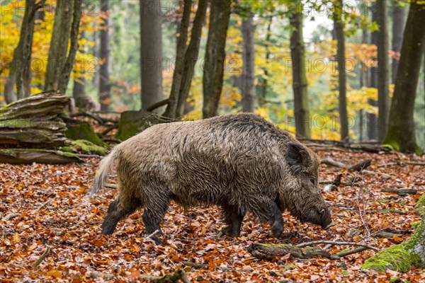 Wild boar