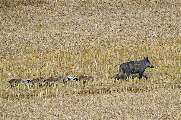 Wild boar