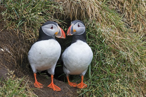 Atlantic puffins