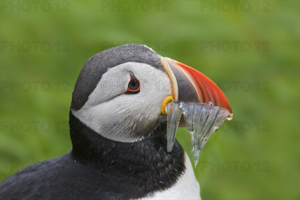 Atlantic puffin