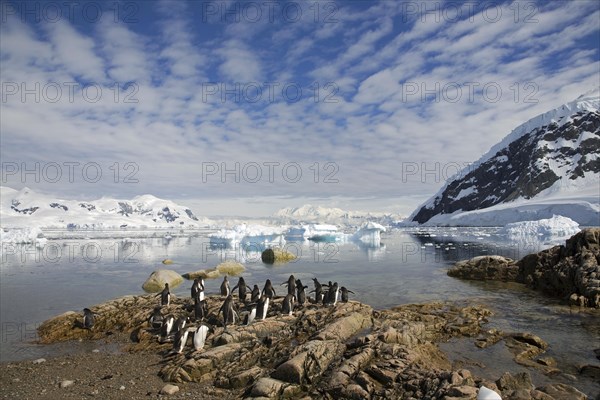 Gentoo Penguin