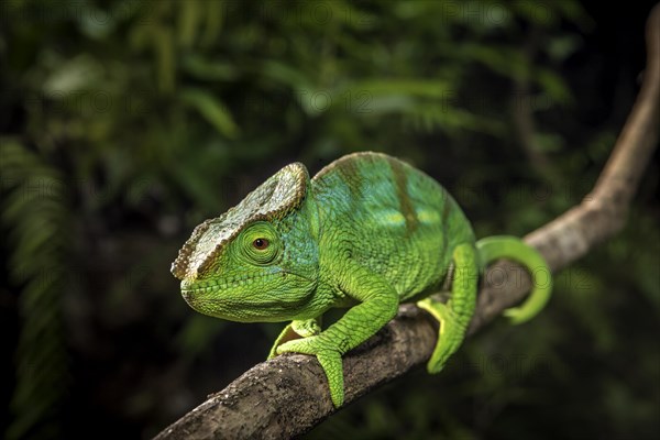 A semi-adult male parson chameleon