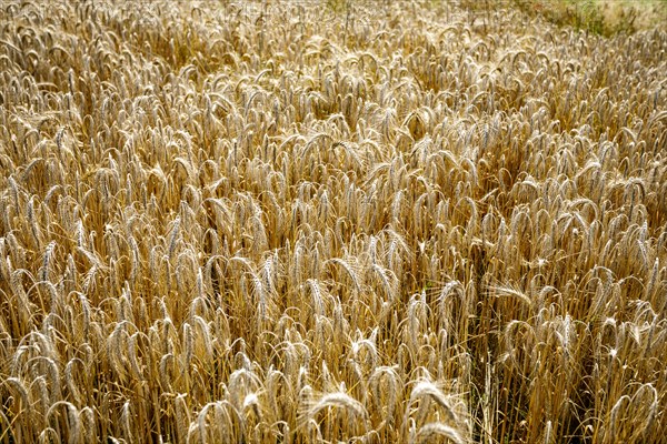 Rye shortly in front of harvest