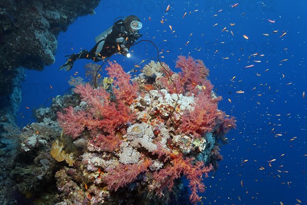 Diver looking at coral block densely covered with Klunzingers soft coral