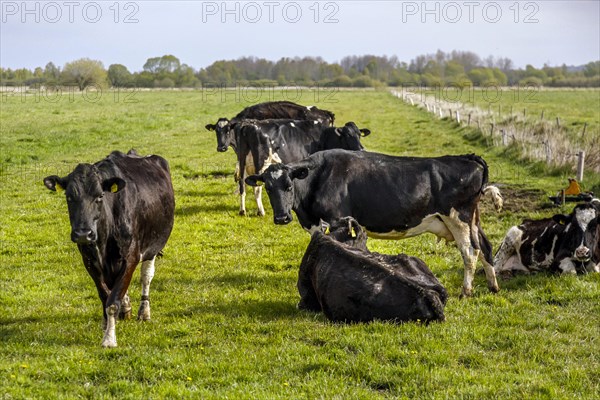 Herd of dairy cows in the meadow