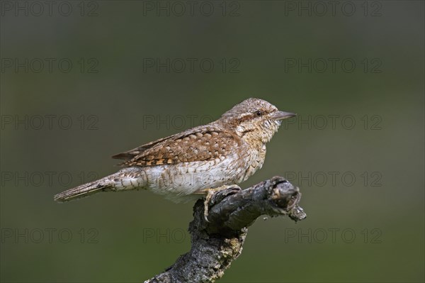 Eurasian wryneck