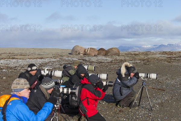 Tourists photographing a group of walruses