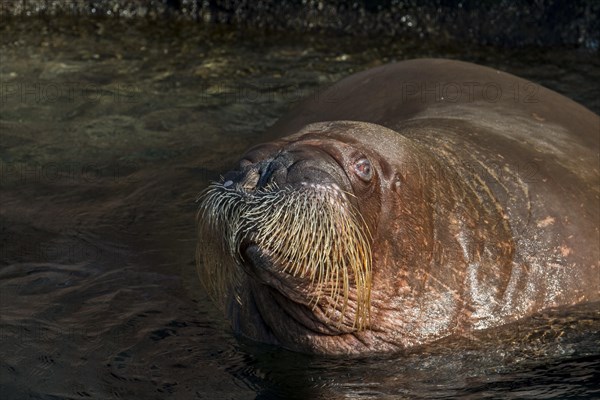 Walrus