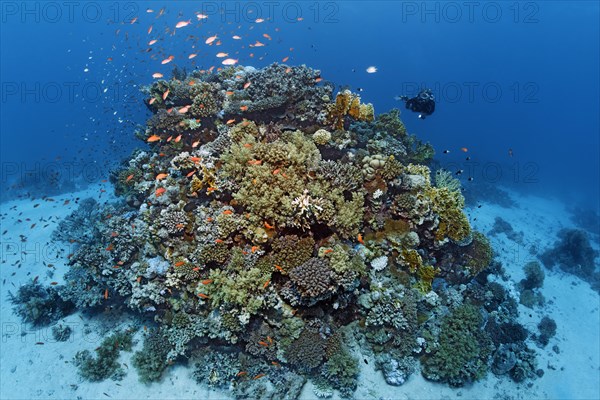 Diver looking at coral block on sandy bottom