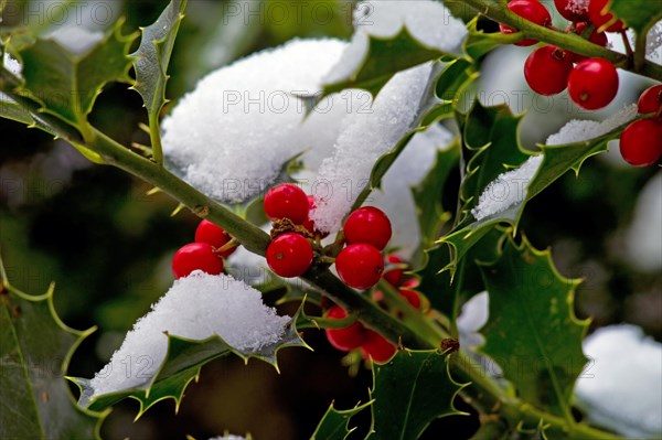 Holly in winter with snow