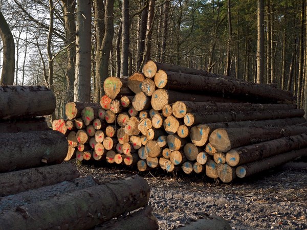 Lumber in the forest with coloured markings