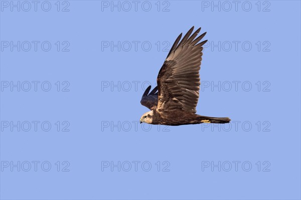 Eurasian marsh harrier