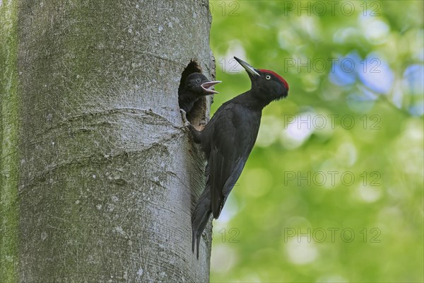 Black woodpecker