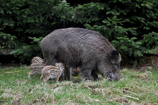 Wild boar