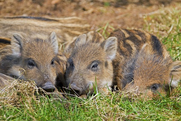 Wild boar