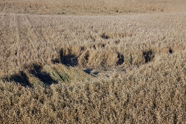 Damage in oat field