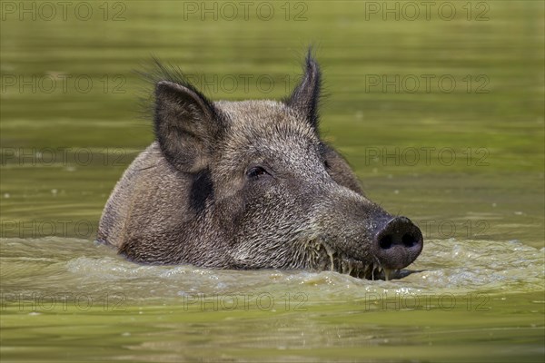 Wild boar