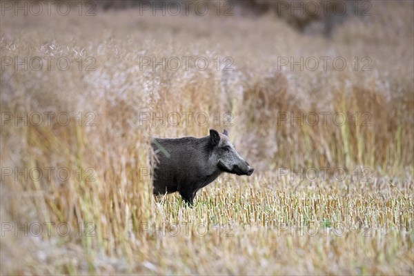Solitary wild boar