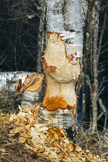 Wood chips around birch tree showing damage from gnawing by Eurasian beaver