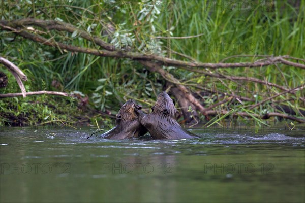 Two Eurasian beavers