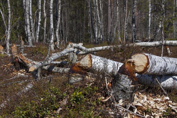 Felled birch trees by Eurasian beaver