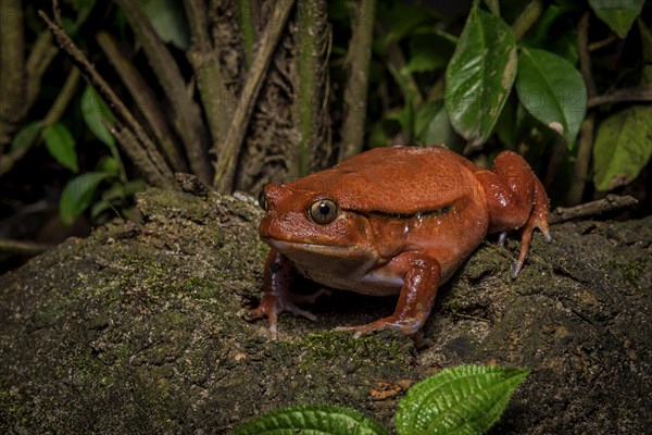 Tomato frog