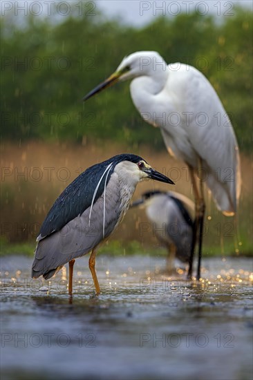 Black crowned night heron