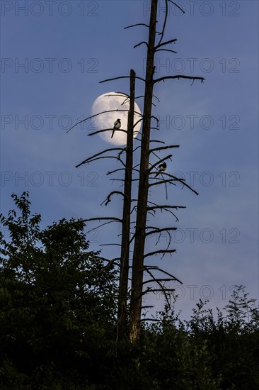 Two magpies sitting on a bare building