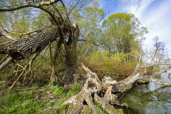 Landscape conservation area at Lake Schwerin