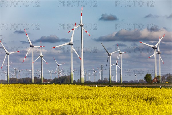 Rape field in full bloom in front of wind turbines near Buesum on the North Sea coast