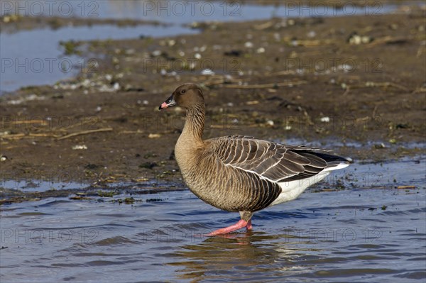 Pink-footed goose