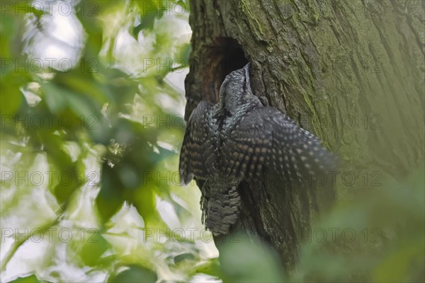 Eurasian wryneck