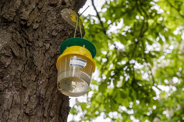 Attractant funnel trap or also pheromone trap in chestnut trees