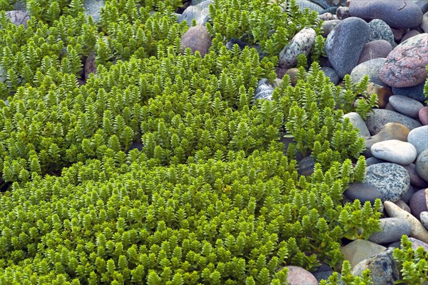 White stonecrop