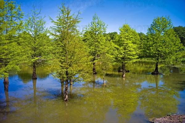 In the Ellerhoop arboretum