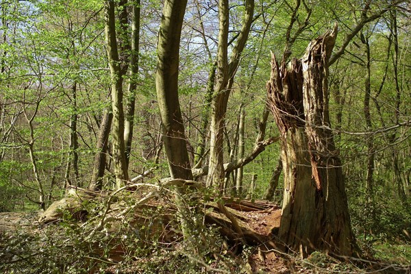Lower Saxony Primeval Forest Hasbruch Tree Stump