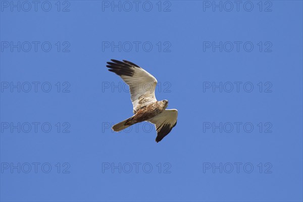 Western Marsh-harrier