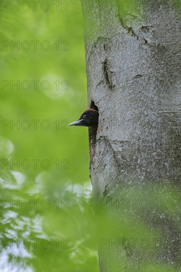 Black woodpecker