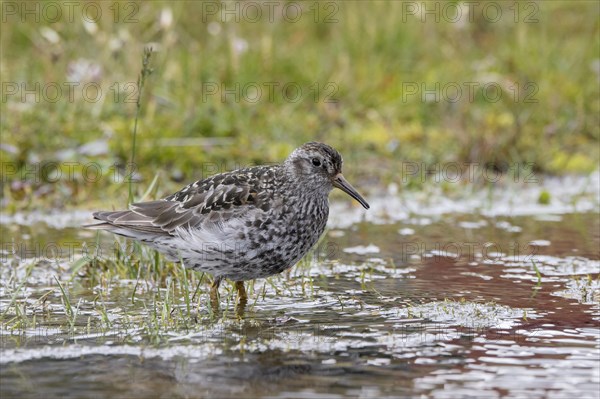 Purple sandpiper