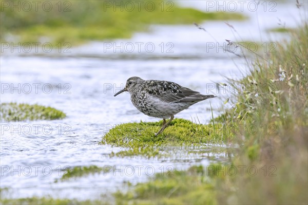 Purple sandpiper