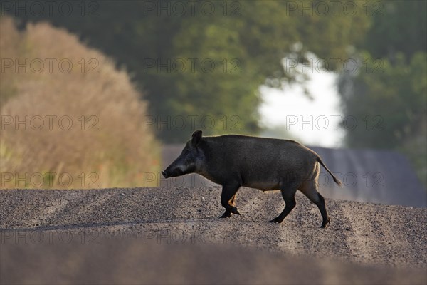 Wild boar