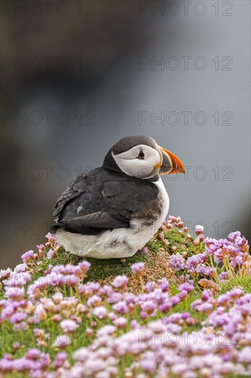 Atlantic puffin