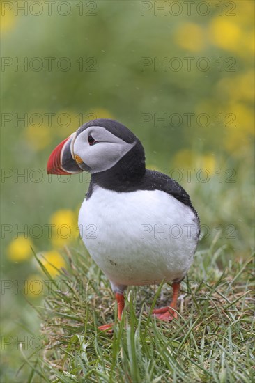 Atlantic puffin